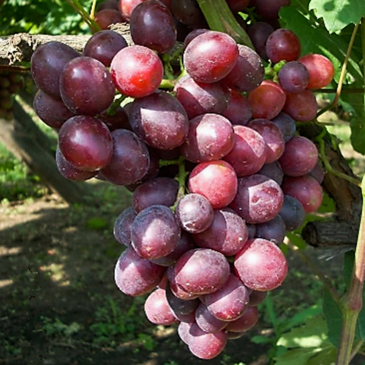 Виноград плодовый Подарок Несветая