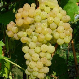 Виноград плодовый Кишмиш №342 (бессемянный)