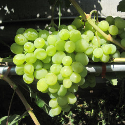 Виноград плодовый Талисма