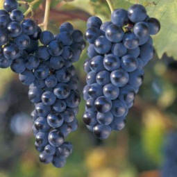 Виноград плодовый Благодать