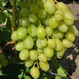 Виноград плодовый Аркадия (Настя)