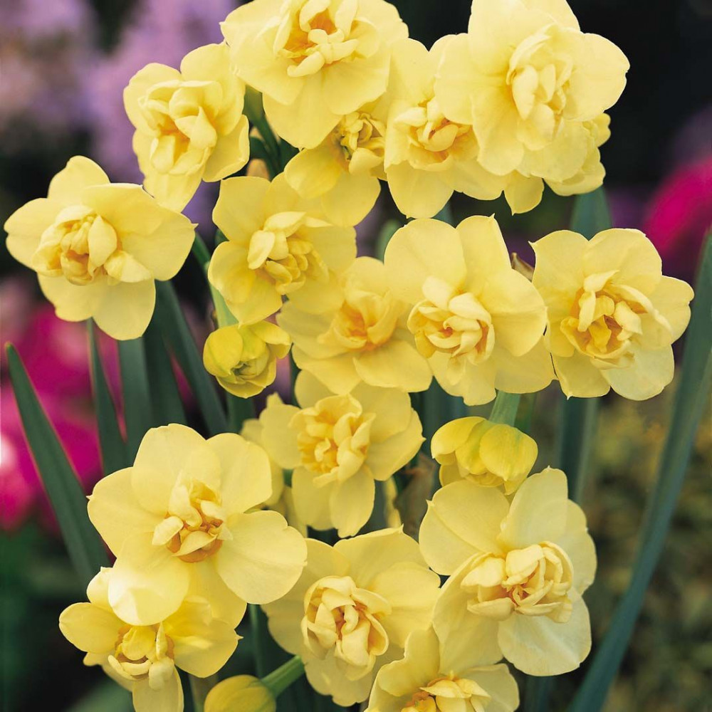Yellow cheerfulness Нарцисс