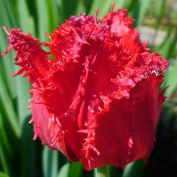Тюльпан бахромчатый Арма