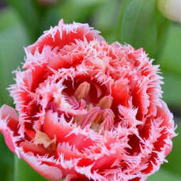 Тюльпан бахромчатый Брест