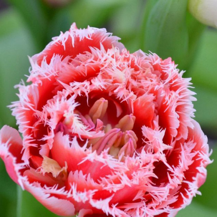 Тюльпан бахромчатый Брест (Патио)