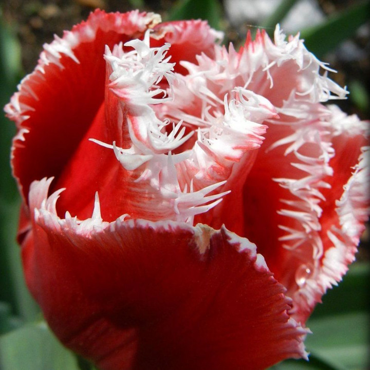 Тюльпан бахромчатый Канаста