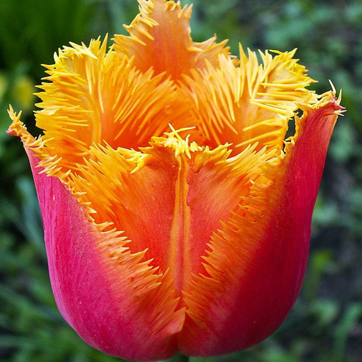 Тюльпан бахромчатый Ламбада