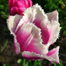 Тюльпан бахромчатый Сиеста