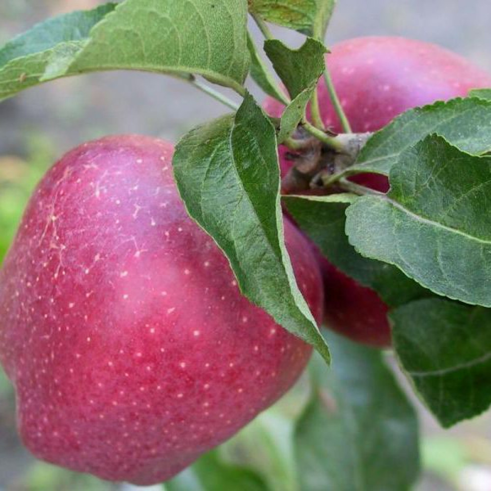 Уральское розовое яблоня описание фото