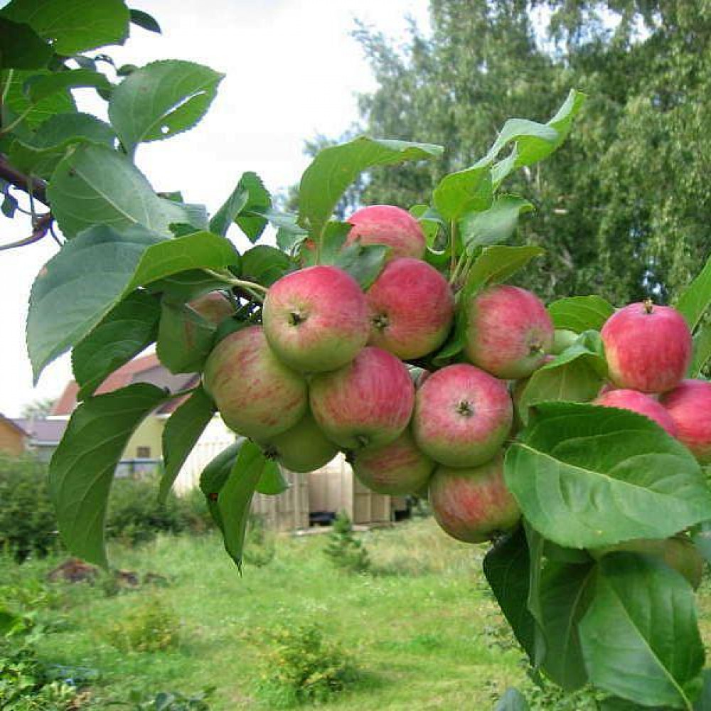 Кутузовская яблоня описание фото