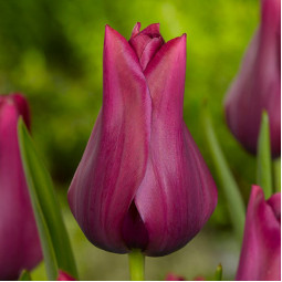 Тюльпан лилиецветный Бургунди