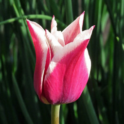 Тюльпан лилиецветный Клаудия