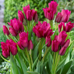Тюльпан многоцветковый Найт Клаб