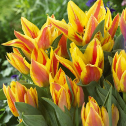 Тюльпан многоцветковый Виннипег (Патио)
