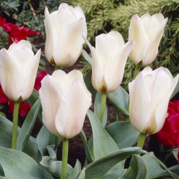 Тюльпан многоцветковый Альбион Стар (Патио)