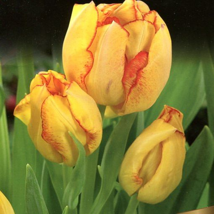 Тюльпан многоцветковый Акилла