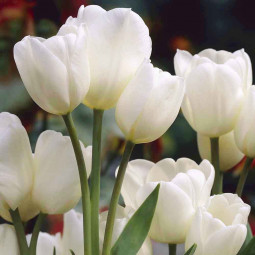 Тюльпан многоцветковый Вайсе Берлинер
