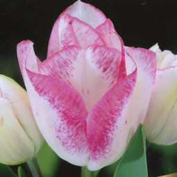 Тюльпан многоцветковый Клауд Найн