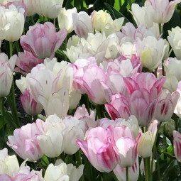 Тюльпан многоцветковый Кэнди Клаб
