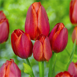 Тюльпан многоцветковый Ориндж Букет