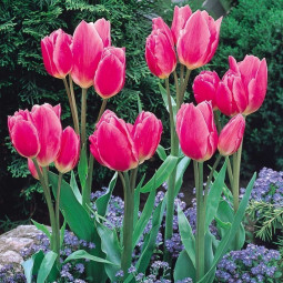Тюльпан многоцветковый Хэппи Фэмили
