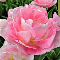 Тюльпан многоцветковый Аннелинда *