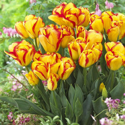 Тюльпан многоцветковый Аутбрейк