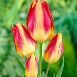 Тюльпан многоцветковый Жоржетта