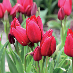 Тюльпан многоцветковый Файри Клаб