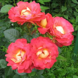 Роза канадская парковая Декор Роуз