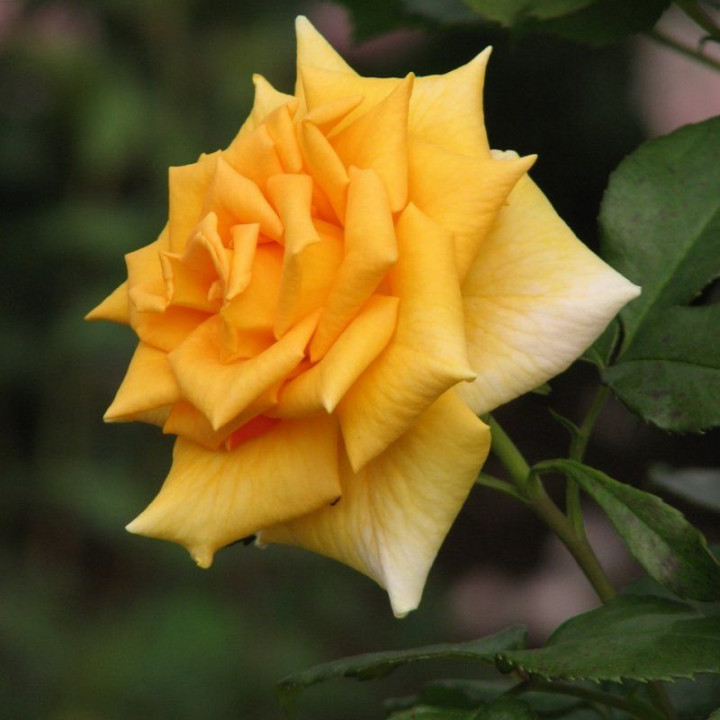 Роза чайно-гибридная Голд Глоу