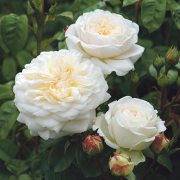 Роза английская парковая Транквилити