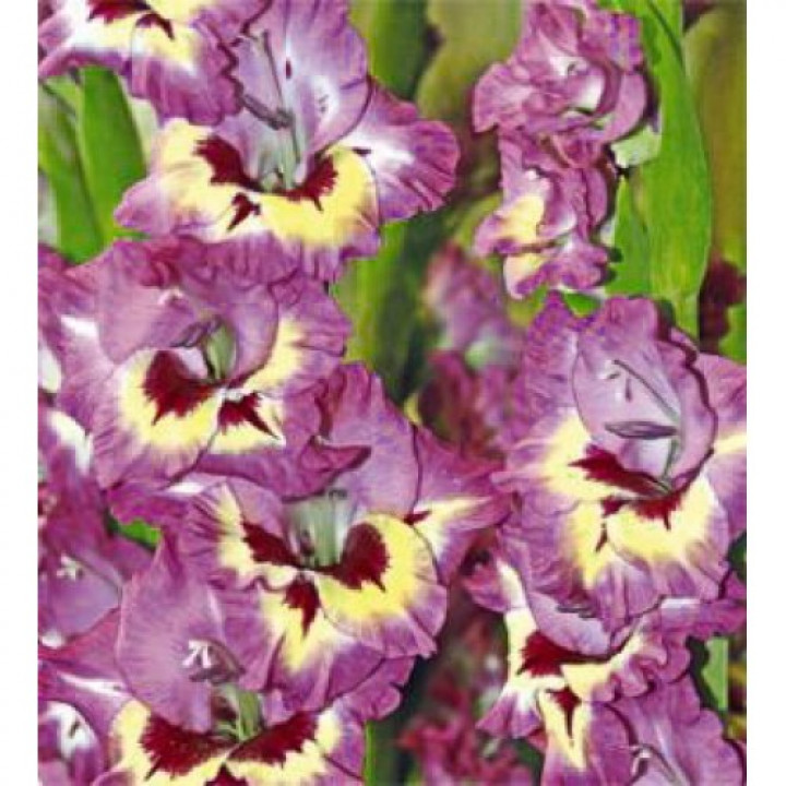 Гладиолусы крупноцветковые Нашвилл