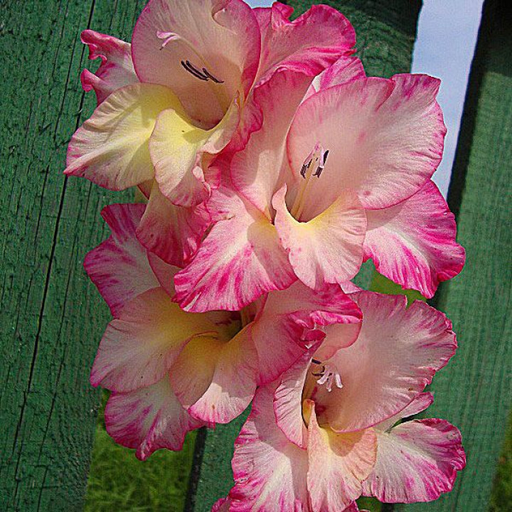 Гладиолусы крупноцветковые Присцилла