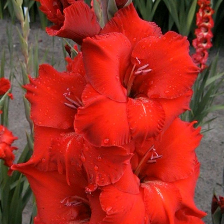 Гладиолусы крупноцветковые Бонфайр