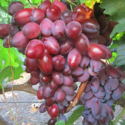Виноград плодовый Ася