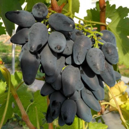 Виноград плодовый Викинг
