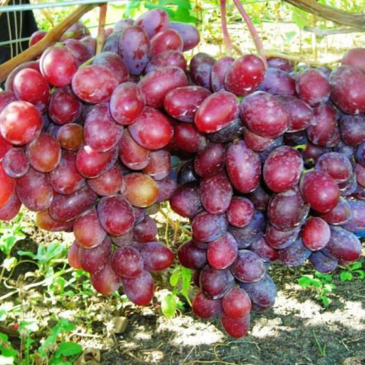 Виноград плодовый Граф Монте-Кристо