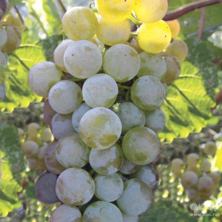 Виноград плодовый Подарок Магарача