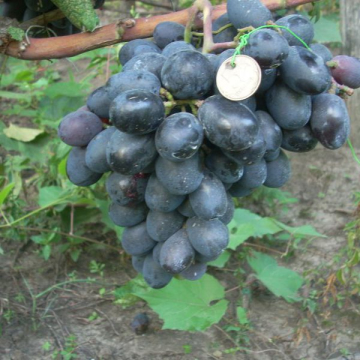   Виноград плодовый Фуршетный