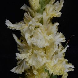 Гладиолусы крупноцветковые Белый и Пушистый (Премиум)