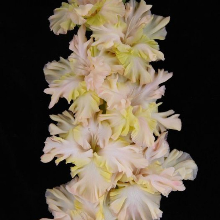 Гладиолусы крупноцветковые Чародейка (Премиум)