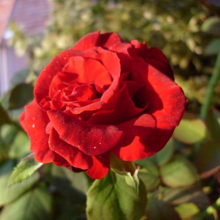 Роза чайно-гибридная Гранд Шато