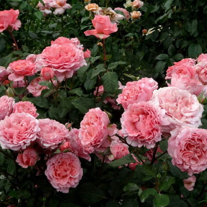 Роза канадская парковая Лоран Каброль