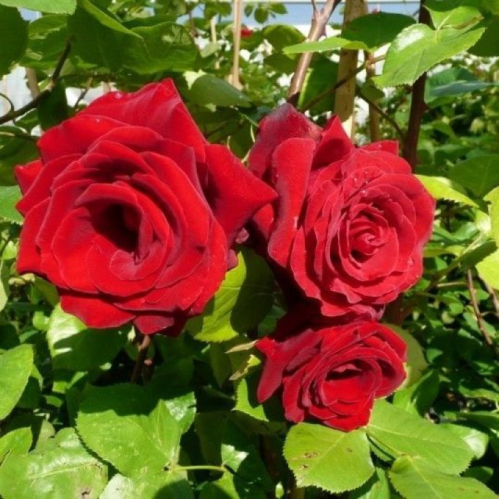 Роза плетистая Грандесса