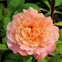 Роза чайно-гибридная Августина Луиза