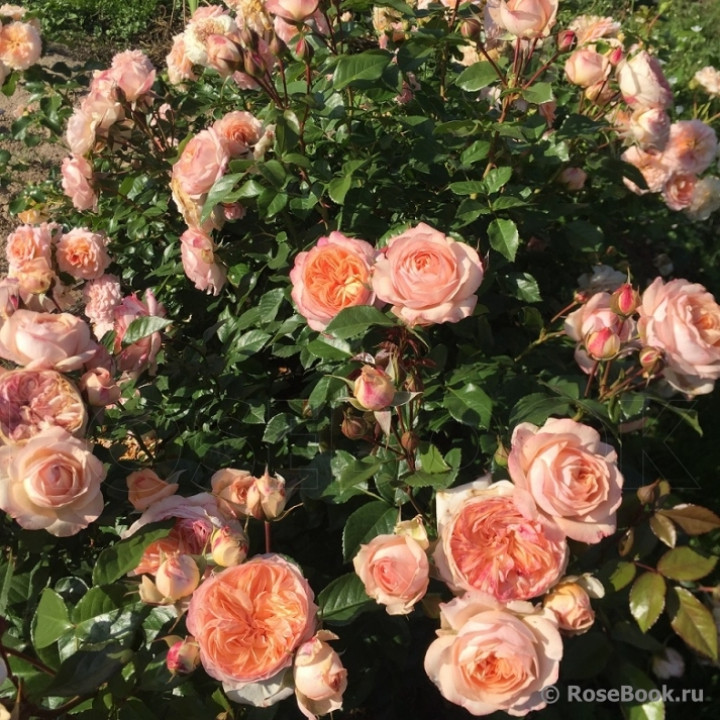 Роза чайно-гибридная Сурир де Хавр
