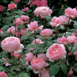 Роза английская парковая Бразе Кэдфэл
