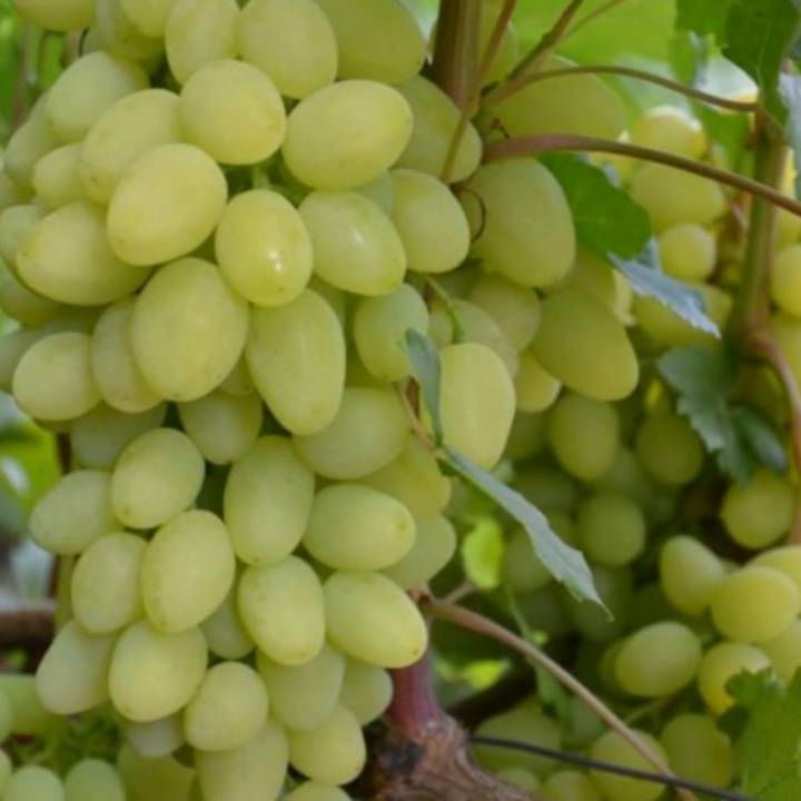 Виноград плодовый Ермак