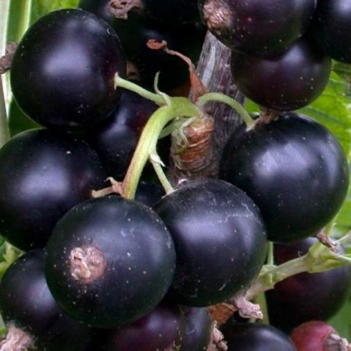 Смородина черная Черешневая